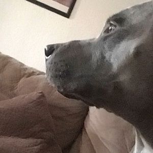 Meet your Posher, Abraham